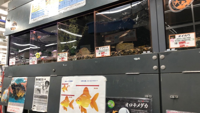 焼津藤枝で飼育用の川魚を売っているペットショップ