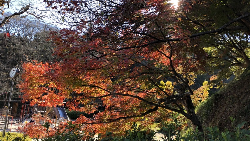藤枝市蓮華寺池公園でも紅葉・もみじが見れました