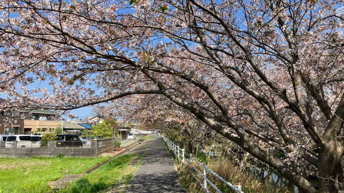 【花見】西焼津南の杏林堂近くの黒石川沿いの桜が綺麗