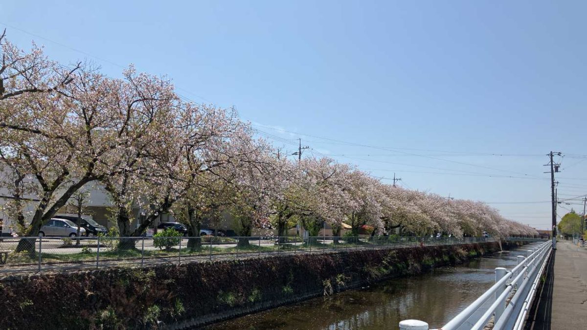 【焼津花見スポット】焼肉さかい近くの小石川沿い桜（三ケ名）