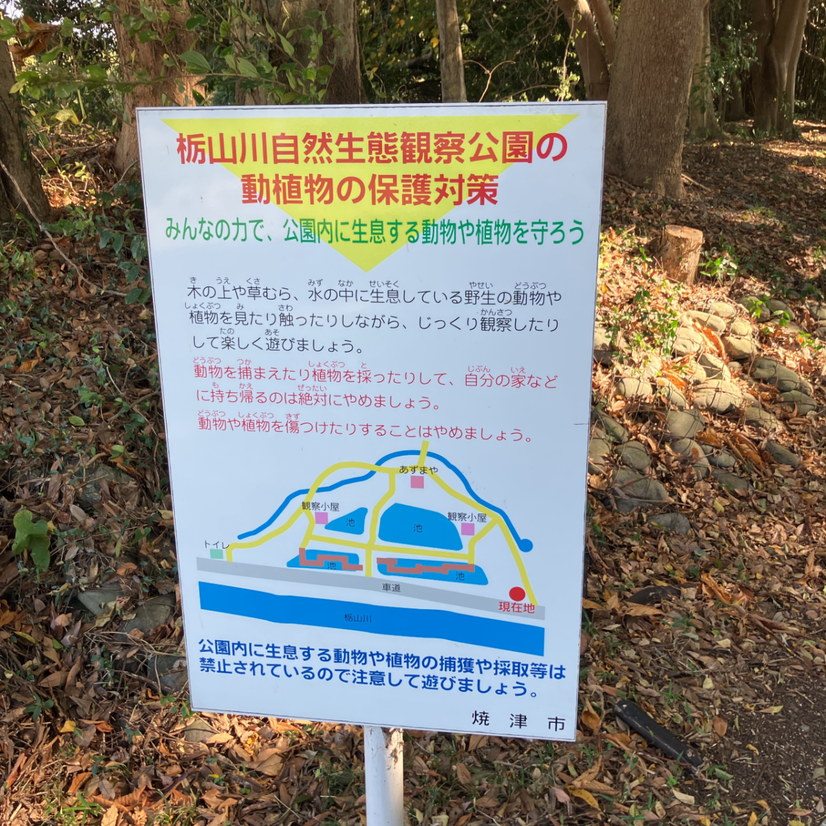 焼津市栃山川公園は捕獲や採取等は禁止